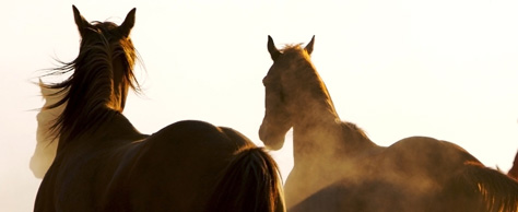 Kategoriebild Reiten