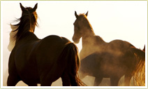 Reiten